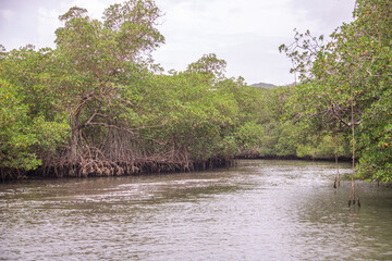 Fahrt durch die Mangroven auf der Halbinsel Samana in der Dominikanischen Republik