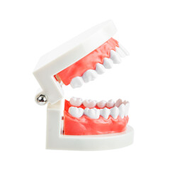 Teeth model isolated on white background.