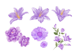 Fototapeta na wymiar Purple Flowers. Set of floral elements. Vector arrangements for greeting card or invitation design. floral watercolor element collection, eps 8