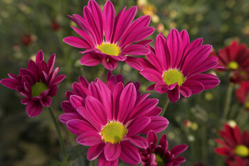 Fototapeta premium Close-up of beautiful red chrysanthemum flowers growing in the flower garden.