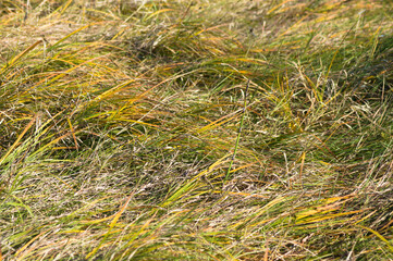 Common beargrass closeup view with selective focus on foreground