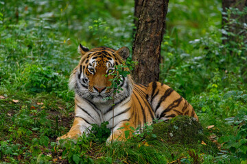 Fototapeta na wymiar Amur tiger in the summer Primorsky taiga. A large striped predator walks through the summer forest.
