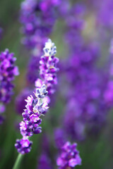 Selective focus Lavender flowers at sunset rays, Blooming Violet fragrant lavender flower summer landscape. Growing Lavender, harvest, perfume ingredient, aromatherapy. Lavender field lit by sunlight
