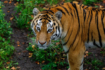 Amur tiger in the summer Primorsky taiga. A large striped predator walks through the summer forest.