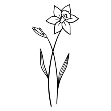 Daffodil flowers on white background. Hand-drawn illustration of a Daffodil flower. Drawing, line art, ink, vector.