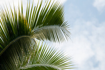 Coconut palm leaves on cloudscape background