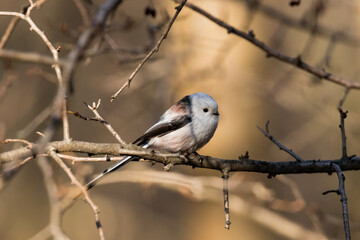 Long-tailed Tit sitting on a twig, Aegithalos caudatus, bird with white feathers and black tail, small European bird, fast and agile, looks like a small white ball
