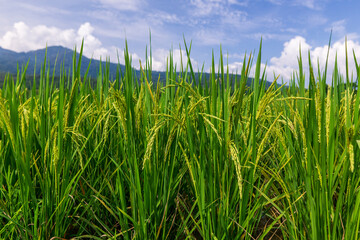 Rice field with mountain cloud and blue sky in the background