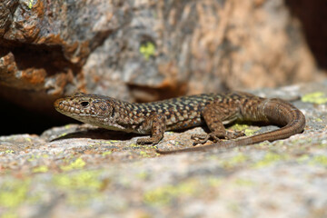 Tyrrhenian wall lizard