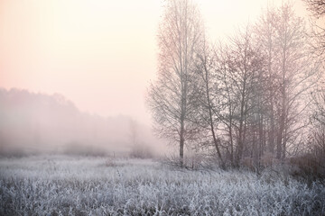 The grass is covered with white frost in the early morning. The shining of the sun in the fog. The...