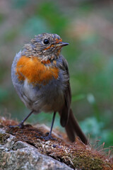 baby robin