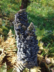 朽ち木を覆う黒いキノコ