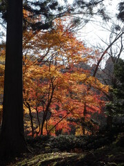 木々の奥に覗く鮮やかな紅葉