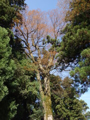 青空の下の大木