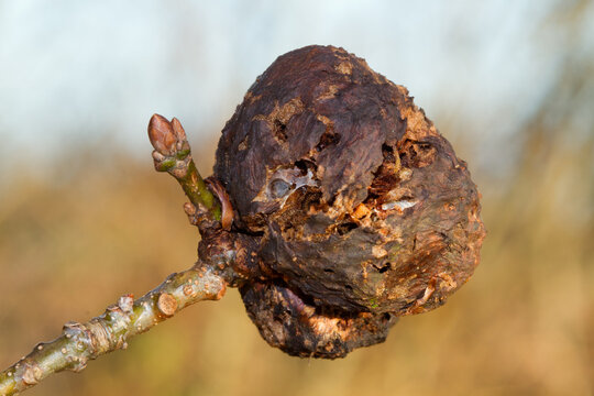 Old gall of Biothiza pallida, a gall wasp, on a twig with a leaf bud of an Oak 