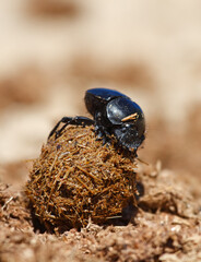 sacred scarab at work