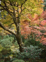 鮮やかな紅葉の木々