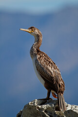 Great cormorant
