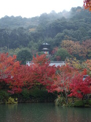 雨の日の永観堂と紅葉