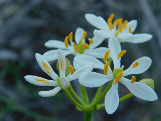 Obraz premium wa wild flower