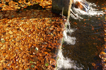 Autumn leaves trapped in a weir