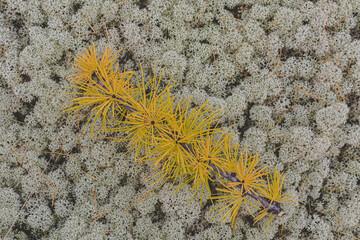 The branch of larch with yellowed cheese lies on the surface of the Northern Moss - Yagel. Autumn minimalist theme for polar latitudes of land. Modest Beauty of Nature North