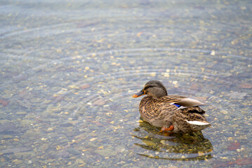 Female duck at pond of Irchel park at City of Zürich on a rainy autumn day. Photo taken November 14th, 2021, Zurich, Switzerland.