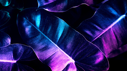 Neon tropical anthurium leaves poster - obrazy, fototapety, plakaty