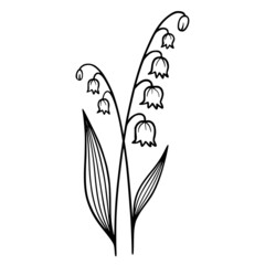 Lily of the Valley on white background. Hand-drawn illustration of a spring Lily of the Valley flower. Drawing, line art, ink, vector.