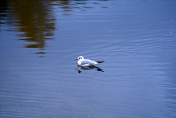 Seagull at pond of Irchel park at City of Zürich on a rainy autumn day. Photo taken November 14th, 2021, Zurich, Switzerland.