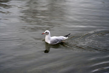Seagull at pond of Irchel park at City of Zürich on a rainy autumn day. Photo taken November 14th, 2021, Zurich, Switzerland.