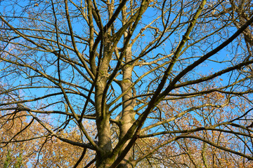 Bare tree in winter