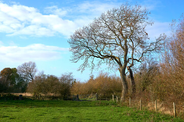 Bare tree in the corner of a field