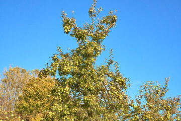 Apple tree bearing lots of fruit