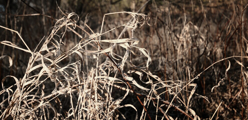 grass in the forest