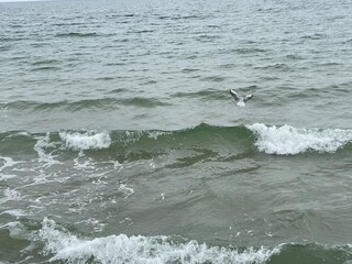 Seagull flying over sea waves