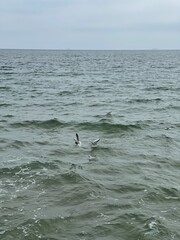 Vertical shot of seagulls flying and resting on sea water