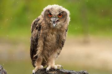 Wild Eurasian Eagle Owl sits outside on a tree trunk in the rain. Red-eyed, six-week-old bird of prey. raining, raindrops rainy weather