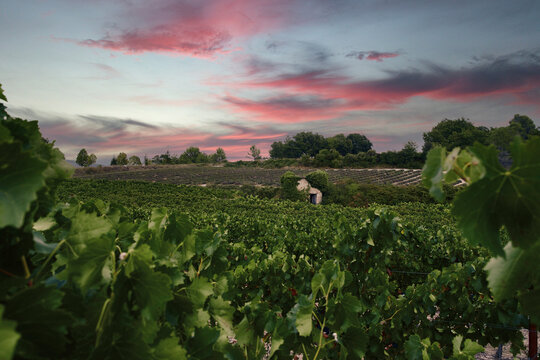 Scenic view tranquil, idyllic vineyard landscape, Provence, France
