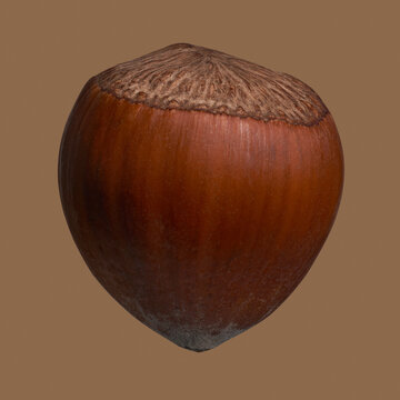 Close up brown hazelnut in shell
