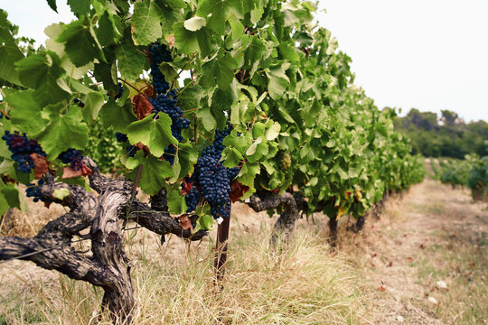 Wine grapes growing on vineyard vines

