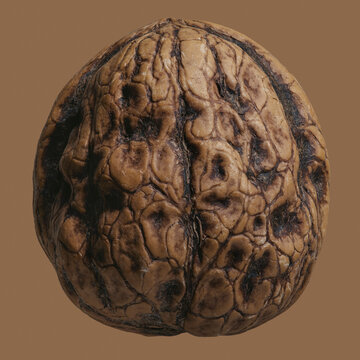 Close up brown French walnut in shell
