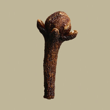 Close up brown clove stem on brown background
