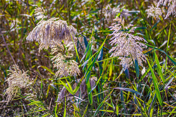 green grass in the wind