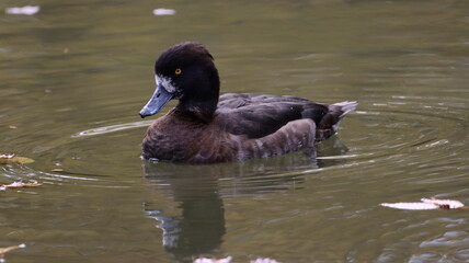 気持ちよく泳ぐ雌のキンクロハジロ