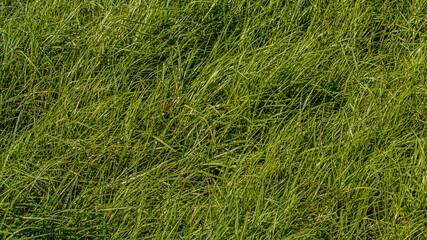 green grass background close up