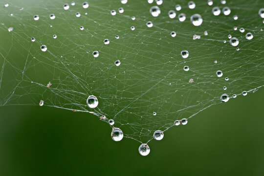 Close up dewdrops hanging from spider web

