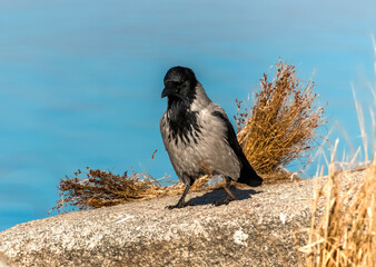 crow on the ground