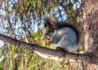squirrel on a tree