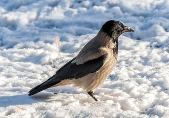 crow on a branch